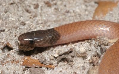 Tantilla relicta neilli