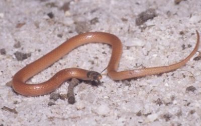 Tantilla relicta pamlica
