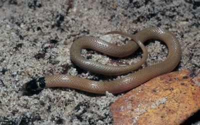 Tantilla relicta pamlica