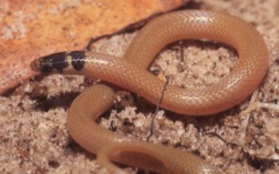 Tantilla relicta pamlica