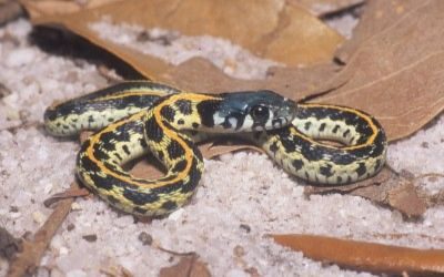 Thamnophis cyrtopsis ocellatus