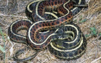 Thamnophis elegans terrestris