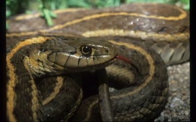 Thamnophis elegans vagrans