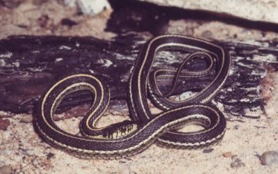 Thamnophis eques megalops