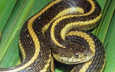 Thamnophis gigas