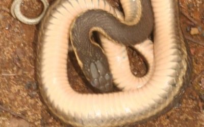 Thamnophis hammondii