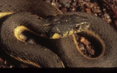 Thamnophis hammondii