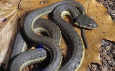Thamnophis hammondii