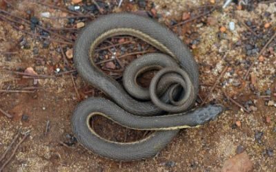 Thamnophis hammondii
