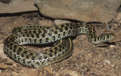 Thamnophis ordinoides