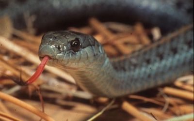 Thamnophis ordinoides