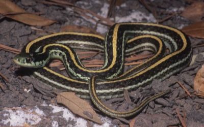 Thamnophis proximus diabolicus