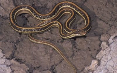 Thamnophis proximus diabolicus
