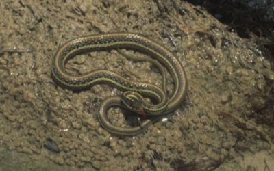 Thamnophis proximus diabolicus