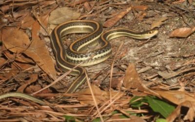 Thamnophis proximus orarius