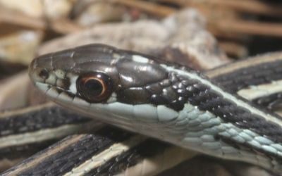 Thamnophis proximus orarius