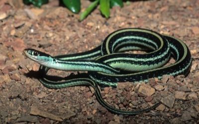 Thamnophis proximus orarius