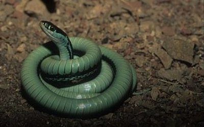 Thamnophis proximus orarius