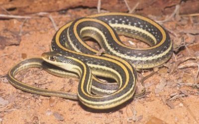 Thamnophis proximus proximus