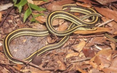 Thamnophis proximus proximus