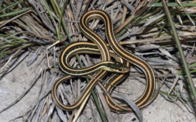 Thamnophis proximus proximus