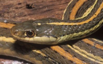 Thamnophis proximus proximus