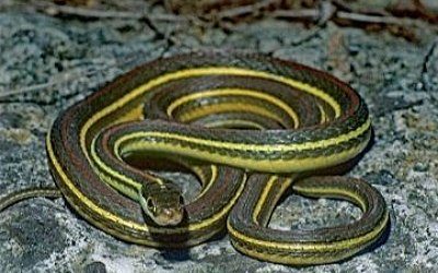 Thamnophis proximus rubrilineatus