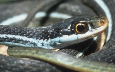Thamnophis sauritus nitae
