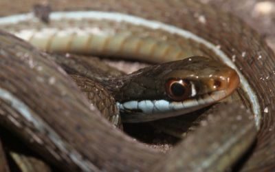 Thamnophis sauritus nitae
