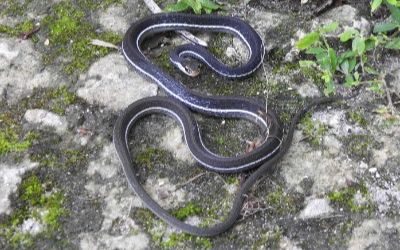 Thamnophis sauritus nitae