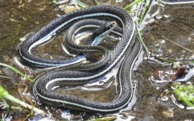 Thamnophis sauritus nitae