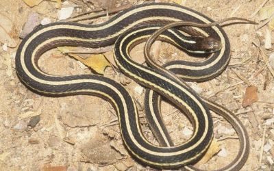 Thamnophis sauritus septentrionalis