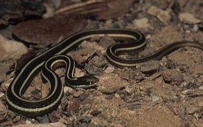 Thamnophis sauritus septentrionalis