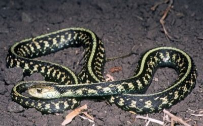 Thamnophis sirtalis concinnus