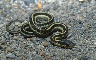 Thamnophis sirtalis fitchi