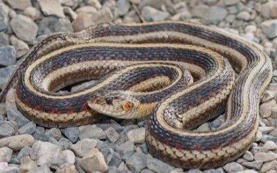 Thamnophis sirtalis fitchi