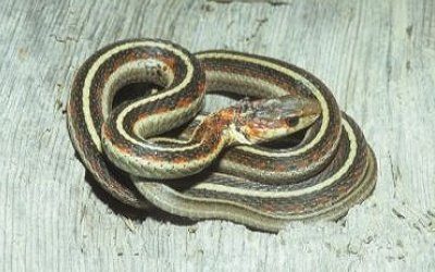 Thamnophis sirtalis fitchi