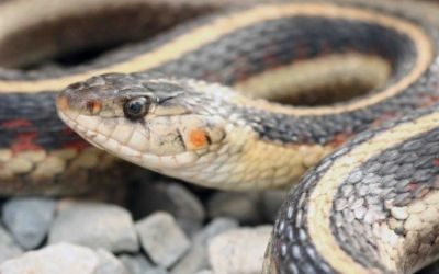 Thamnophis sirtalis fitchi