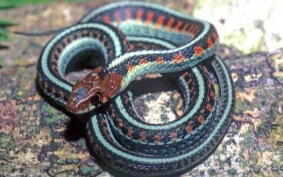 Thamnophis sirtalis infernalis