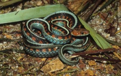 Thamnophis sirtalis infernalis