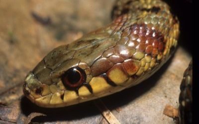 Thamnophis sirtalis pallidula
