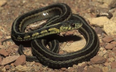 Thamnophis sirtalis semifasciatus