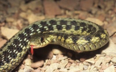 Thamnophis sirtalis semifasciatus