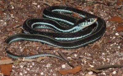 Thamnophis sirtalis similis