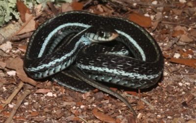 Thamnophis sirtalis similis