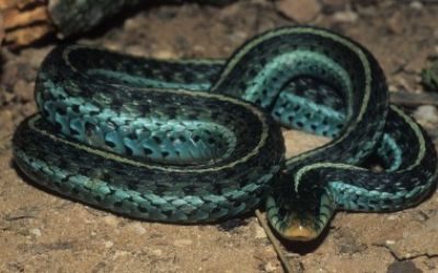 Thamnophis sirtalis similis