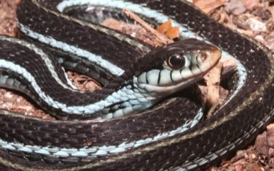 Thamnophis sirtalis similis