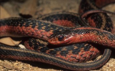 Thamnophis sirtalis sirtalis