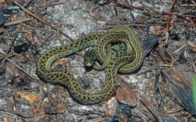 Thamnophis sirtalis sirtalis