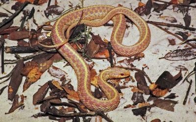 Thamnophis sirtalis sirtalis